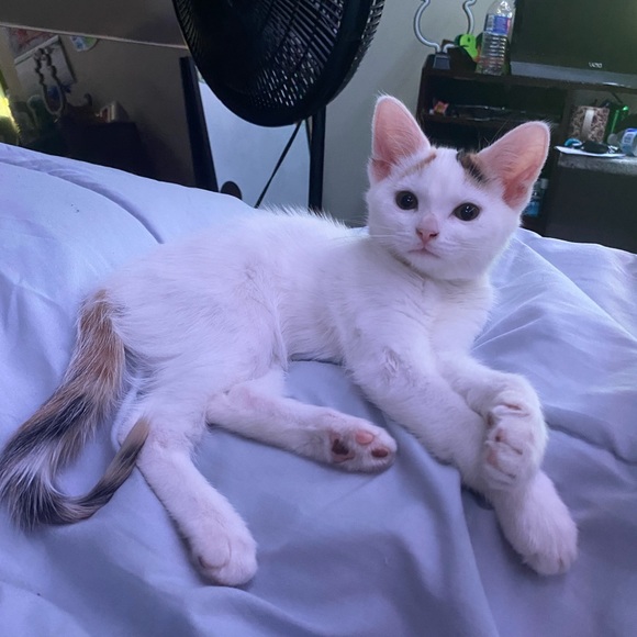 Meet Akari the Cresent Moon Calico😻🐾 - Picture 10 of 16